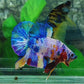 Rainbow Multicolor Galaxy HMPK Male