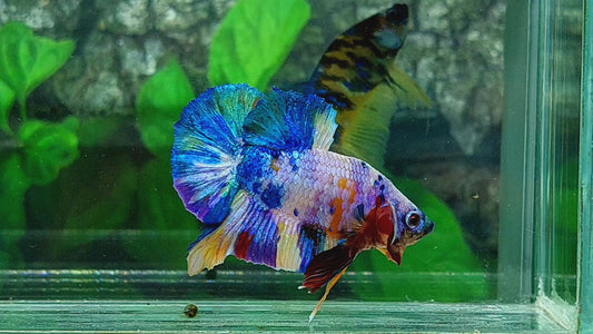 Rainbow Multicolor Galaxy HMPK Male