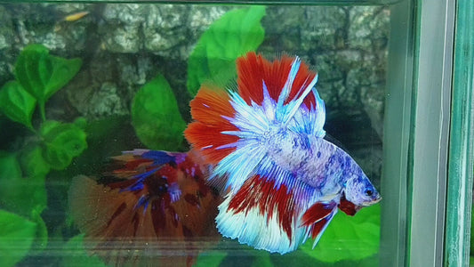 Multicolor Skyblue Candy Halfmoon Male