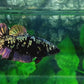 Black Star Copper Gold HMPK Female For Sorority Tank/Breed