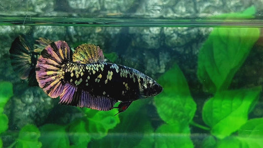 Black Star Copper Gold HMPK Female For Sorority Tank/Breed