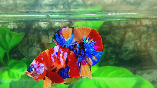 Multicolor Galaxy HMPK Male