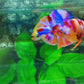 Multicolor Candy Purple Pink Galaxy HMPK Male