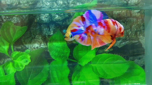 Multicolor Candy Purple Pink Galaxy HMPK Male