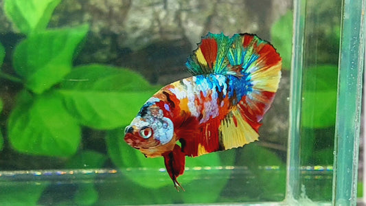 Multicolor Galaxy HMPK Male