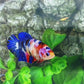 Multicolor Galaxy HMPK Female For Sorority Tank/Breed