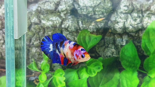 Multicolor Galaxy HMPK Female For Sorority Tank/Breed