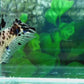 Dalmation HMPK Male