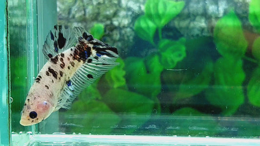 Dalmation HMPK Male