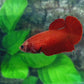 Super Red HMPK Female For Sorority Tank/Breed