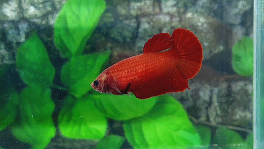 Super Red HMPK Female For Sorority Tank/Breed