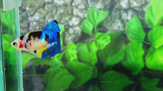 Yellow Koi Tiger Galaxy HMPK Female For Sorority Tank/Breed