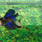 Yellow Black Koi Galaxy Blue Eyes Halfmoon Male