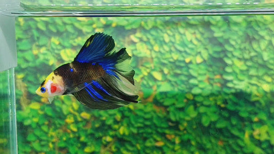 Yellow Black Koi Galaxy Blue Eyes Halfmoon Male