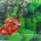 Red Koi Copper Gold Galaxy HMPK Female For Sorority Tank/Breed