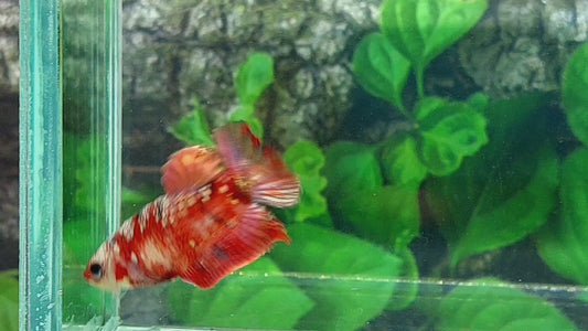 Red Koi Copper Gold Galaxy HMPK Female For Sorority Tank/Breed