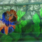 Multicolor Tiger Galaxy GIANT HMPK Male