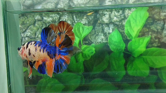 Multicolor Tiger Galaxy GIANT HMPK Male