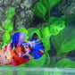 Multicolor Galaxy HMPK Female For Sorority Tank/Breed