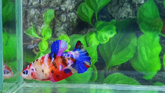 Multicolor Galaxy HMPK Female For Sorority Tank/Breed