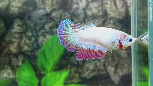 Pink Fancy Halfmoon Female For Sorority Tank/Breed