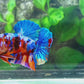 Multicolor Galaxy HMPK Male