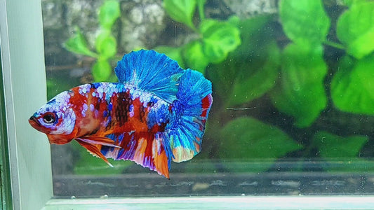 Multicolor Galaxy HMPK Male