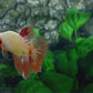 Multicolor Candy Halfmoon Female For Sorority Tank/Breed