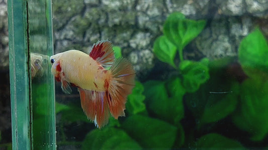 Multicolor Candy Halfmoon Female For Sorority Tank/Breed