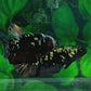 Black Star Copper Gold HMPK Female For Sorority Tank/Breed