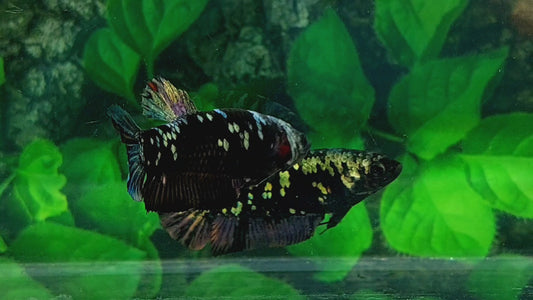 Black Star Copper Gold HMPK Female For Sorority Tank/Breed