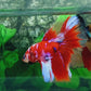 Red Purple Galaxy Halfmoon Male