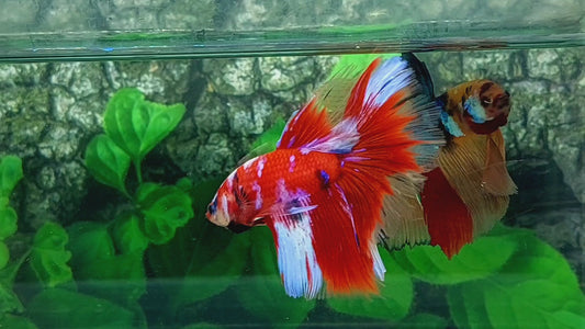 Red Purple Galaxy Halfmoon Male