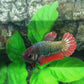 Red Copper Green HMPK Female For Sorority Tank/Breed