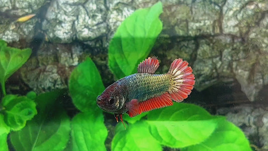 Red Copper Green HMPK Female For Sorority Tank/Breed