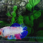 Multicolor Pink Candy HMPK Female For Sorority Tank/Breed