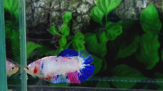 Multicolor Pink Candy HMPK Female For Sorority Tank/Breed