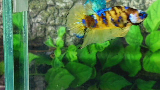 Yellow Galaxy Tiger HMPK Male