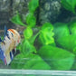 Multicolor Candy Pink Galaxy HMPK Female For Sorority Tank/Breed