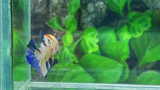 Multicolor Candy Pink Galaxy HMPK Female For Sorority Tank/Breed