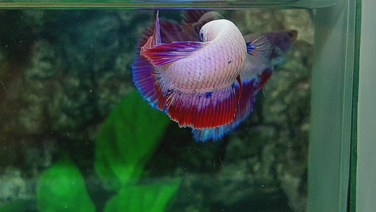 Pink Purple Fancy Halfmoon Female For Sorority Tank/Breed