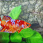 Multicolor Candy Galaxy HMPK Female For Sorority Tank/Breed