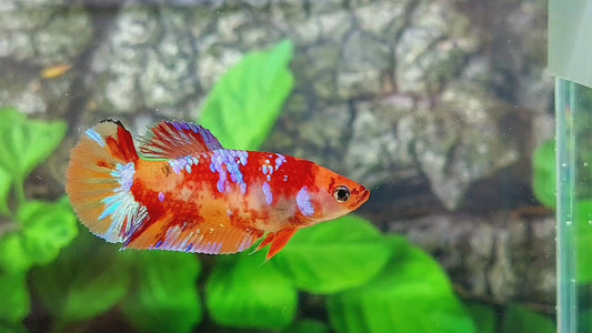 Multicolor Candy Galaxy HMPK Female For Sorority Tank/Breed