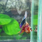 Multicolor Candy Purple Pink Galaxy HMPK Male