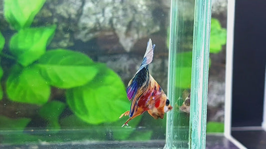 Multicolor Candy Purple Pink Galaxy HMPK Male