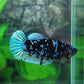 Blackstar Avatar Gordon  HMPK Female For Sorority Tank/Breed