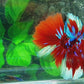 Multicolor Red Galaxy Halfmoon Male