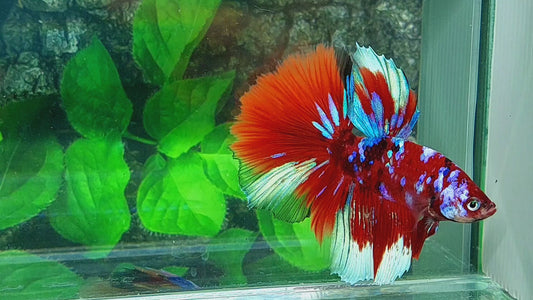 Multicolor Red Galaxy Halfmoon Male