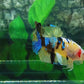 Yellow Galaxy Tiger HMPK Male