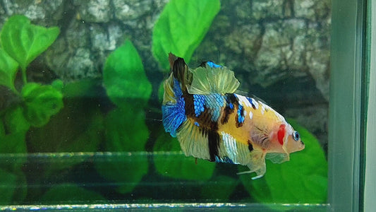 Yellow Galaxy Tiger HMPK Male